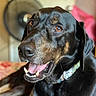 dog, black_dog, tan_markings, collar, pet, indoor, close_up, happy, tongue_out, mouth_open, canine, brown_eyes, fur, animal, domestic_animal, portrait, face, snout, ears, companion