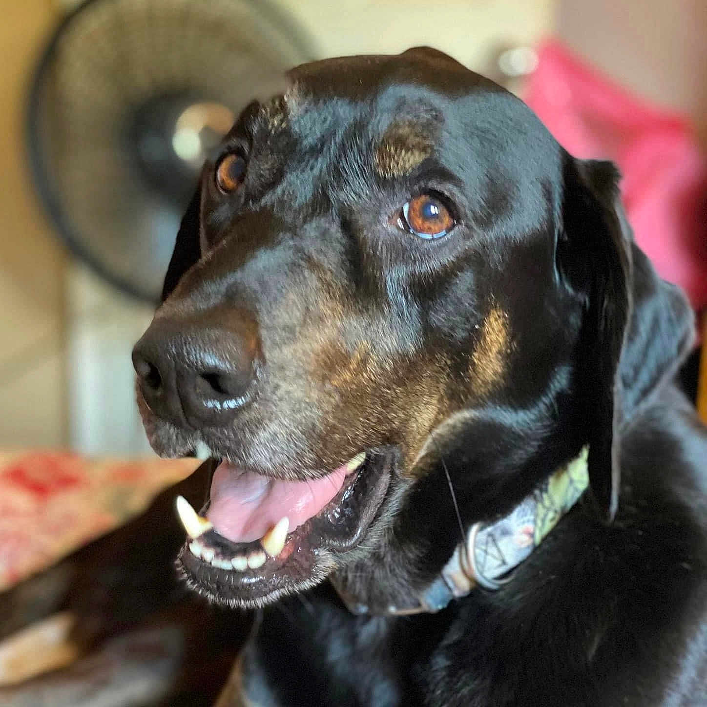Sandor joined the competition — help win amazing prizes! dog, black_dog, tan_markings, collar, pet, indoor, close_up, happy, tongue_out, mouth_open, canine, brown_eyes, fur, animal, domestic_animal, portrait, face, snout, ears, companion