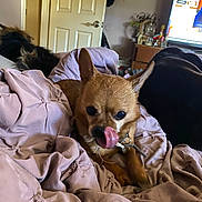 Louie joined the competition — help win amazing prizes! dog, chihuahua, pet, blanket, indoor, bedroom, furniture, television, door, brown_dog, lying_down, tongue_out, playful, cozy, domestic, animal, cute, resting, room, pink_blanket