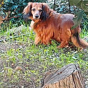 Bella participe au concours pour gagner de l'argent avec cette photo : dog, brown_dog, long_ears, outdoor, garden, greenery, grass, tree_stump, nature, pet, animal, canine, fur, alert, curious, plant, bushes, daylight, ground, leaves