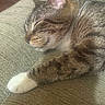 Pringles is registered to the contest to win money with this photo: brown_fur, cat, closed_eyes, couch, cozy, curled_up, cushion, feline, indoor, pet, portrait, relaxed, resting, sleeping, sleepy, striped_fur, tabby, whiskers, white_fur, white_paw