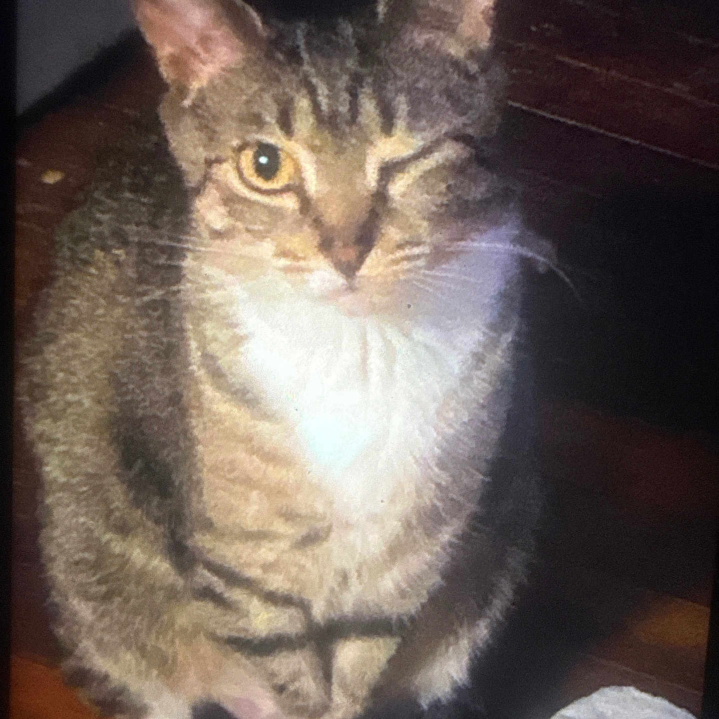 Pringles is registered to the contest to win money with this photo: animal, cat, close_up, curious, dark_background, domestic_animal, feline, flash_photography, fluffy, green_eyes, indoors, pet, pointed_ears, portrait, sitting, striped_fur, tabby_cat, whiskers, white_chest, wooden_floor