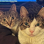 Pringles is registered to the contest to win money with this photo: animal, cat, cats, close_up, couch, curious, ears, eyes, feline, funny, fur, home, indoor, pet, portrait, sitting, striped_fur, tabby, television, whiskers