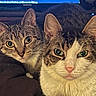 cat, cats, tabby, feline, pet, animal, close_up, portrait, whiskers, ears, eyes, fur, striped_fur, indoor, couch, television, home, sitting, curious, funny