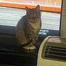 Pringles is registered to the contest to win money with this photo: air_conditioner, animal, appliance, cat, computer, dark_fur, display, electronics_store, funny, indoors, pet, pointed_ears, portrait, screen, shop, sitting, stationary, television, whiskers, white_paws