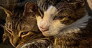 Pringles is registered to the contest to win money with this photo: animal, black_and_white, blanket, cat, cats, couch, cozy, cuddling, ears, felines, fur, indoor, paws, pet, pets, relaxed, sleeping, snuggling, tabby, whiskers