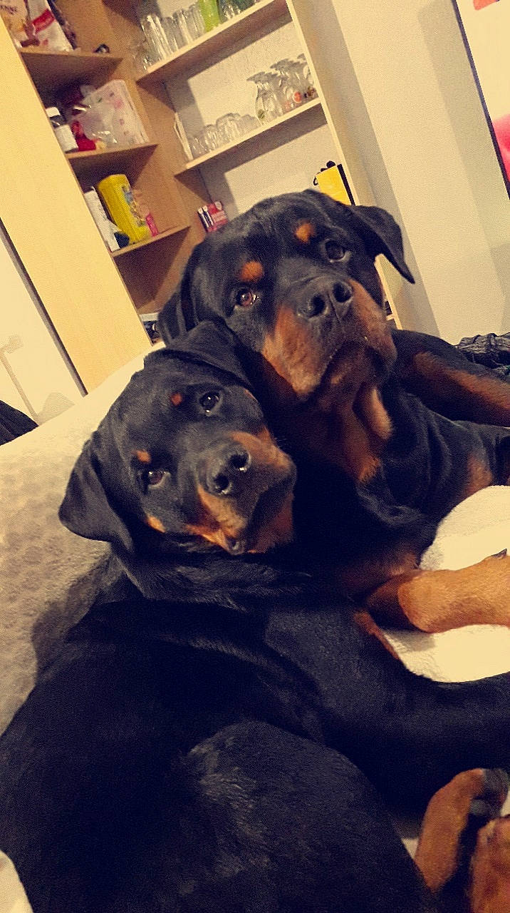 Daÿmone a rejoint le concours — aidez-le/la à gagner de superbes lots ! black, cabinetry, canidae, carnivore, comfort, companion_dog, dog, dog_breed, fur, labrador_retriever, retriever, shelf, shelving, snout, sporting_group, working_animal, working_dog