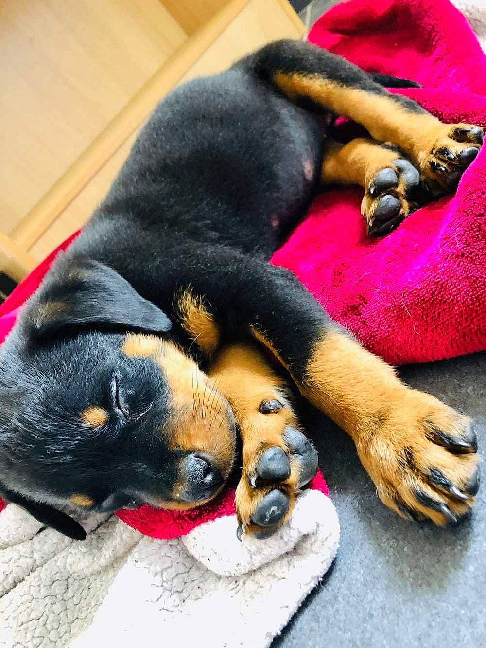 Daÿmone participe au concours pour gagner de l'argent avec cette photo : austrian_black_and_tan_hound, beauceron, black_and_tan_coonhound, canidae, carnivore, companion_dog, dog, dog_breed, guard_dog, huntaway, mammal, paw, pinscher, polish_hunting_dog, puppy, puppy_love, rottweiler, snout, sporting_group, vertebrate