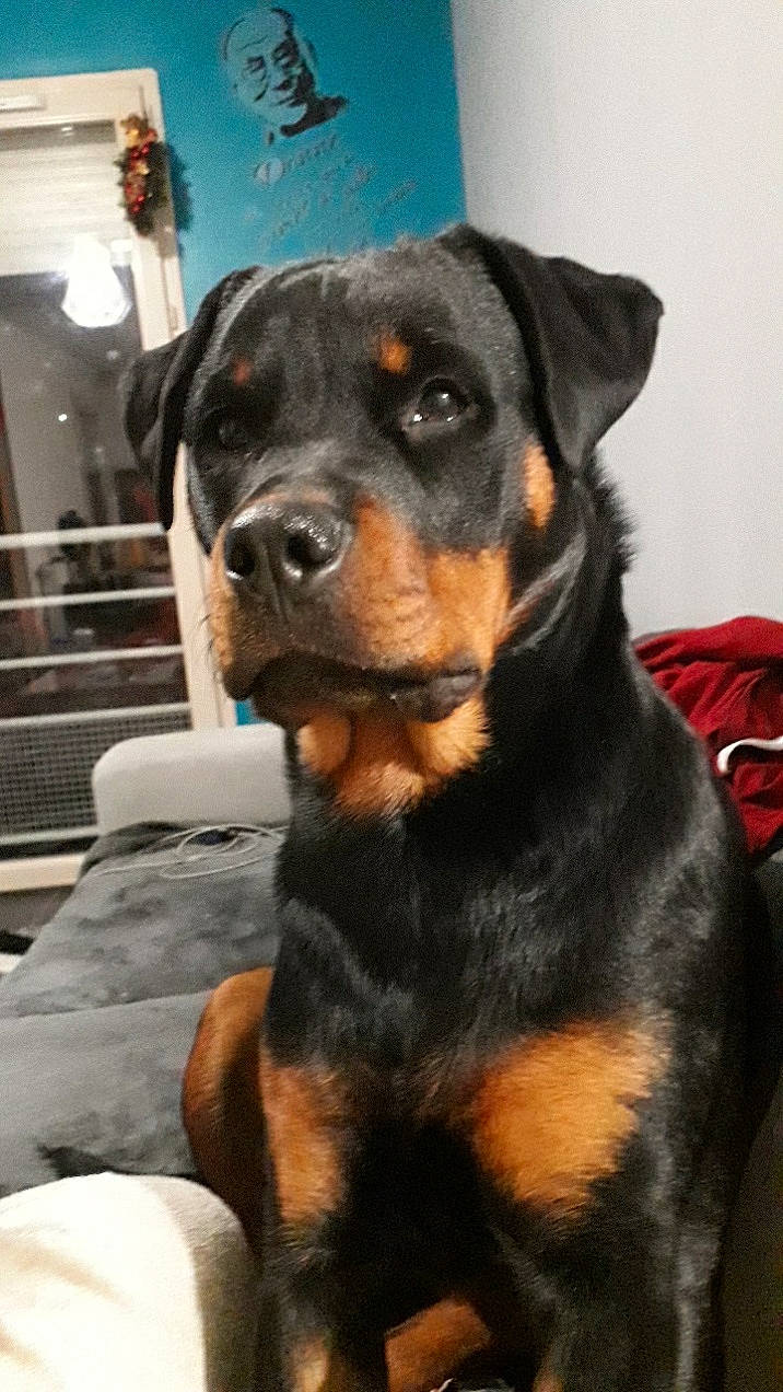 Daÿmone a rejoint le concours — aidez-le/la à gagner de superbes lots ! canidae, carnivore, companion_dog, dog, dog_breed, guard_dog, huntaway, rottweiler, snout, sporting_group, vertebrate, whiskers, working_animal, working_dog