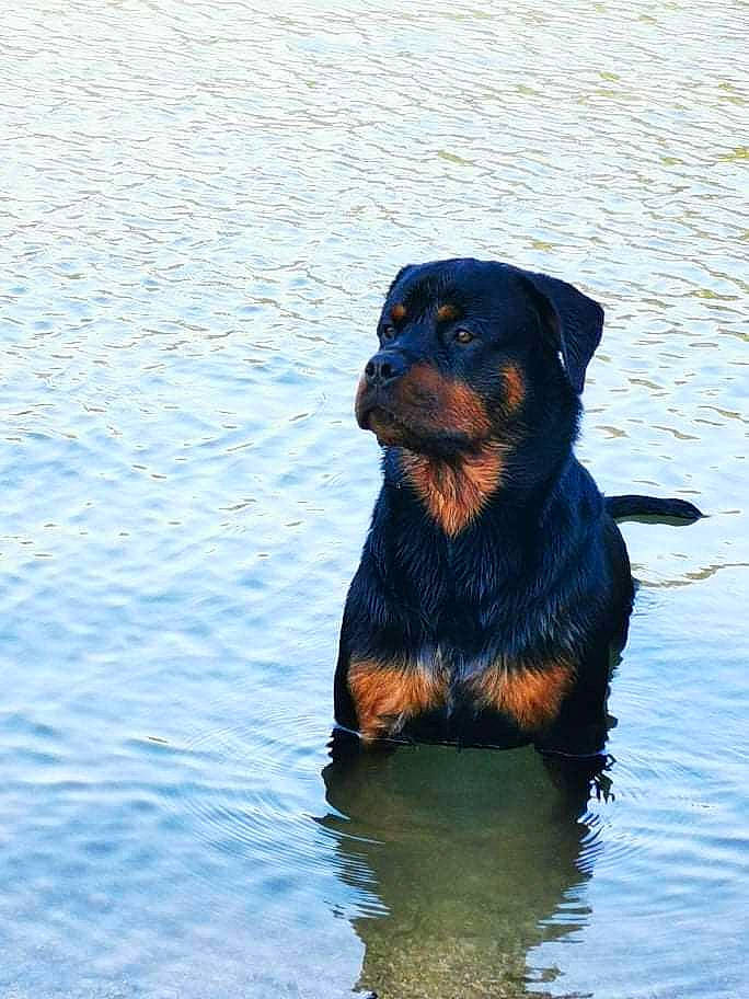 Owën a rejoint le concours — aidez-le/la à gagner de superbes lots ! austrian_black_and_tan_hound, beauceron, canidae, carnivore, dog, dog_breed, huntaway, hunting_dog, jagdterrier, mammal, rottweiler, sporting_group, vertebrate, working_dog
