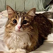 Kira joined the competition — help win amazing prizes! cat, tabby, pet, animal, fur, whiskers, bed, blanket, comfort, cute, indoor, sleepy, relaxed, fluffy, ears, nose, eyes, tail, domestic, feline