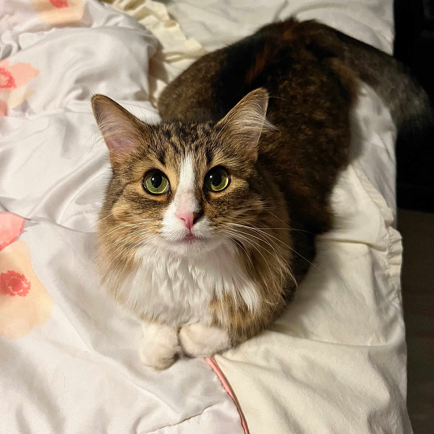 Kira joined the competition — help win amazing prizes! cat, tabby_cat, pet, bed, bedding, blanket, fur, whiskers, ears, pink_nose, green_eyes, domestic_animal, indoor, resting, cute, animal, feline, soft_texture, cozy, home