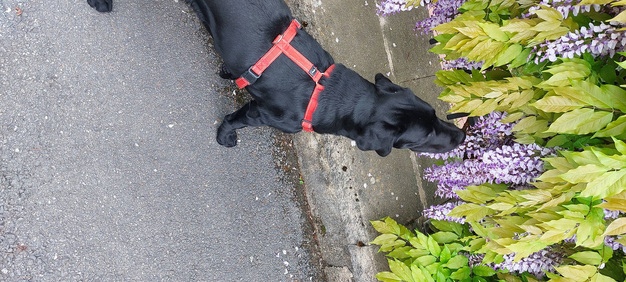 Higgy a rejoint le concours — aidez-le/la à gagner de superbes lots ! annual_plant, canidae, carnivore, collar, companion_dog, dog, dog_breed, dog_collar, dog_supply, flower, grass, groundcover, leash, pet_supply, plant, road_surface, shrub, sporting_group, tail, working_animal