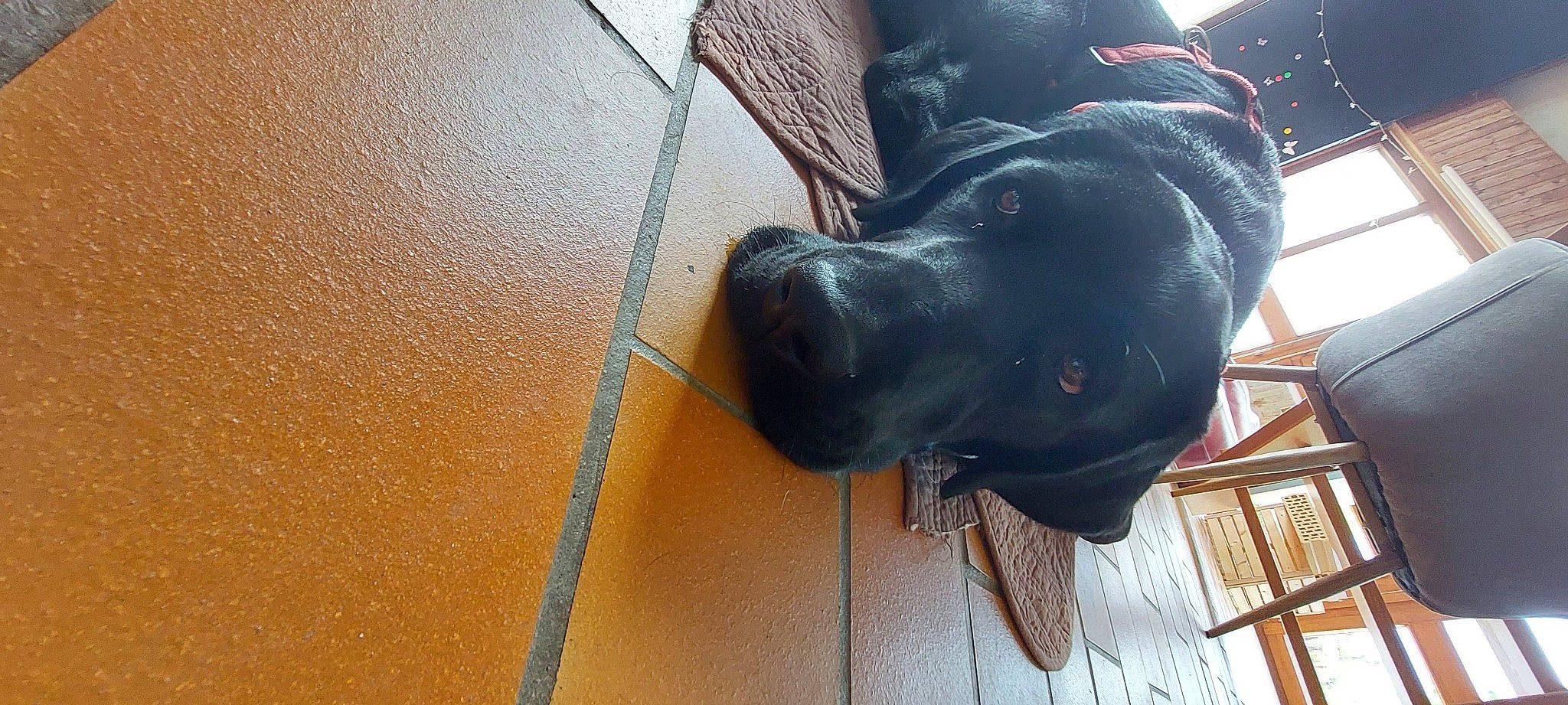 Higgy a rejoint le concours — aidez-le/la à gagner de superbes lots ! borador, canidae, carnivore, collar, companion_dog, dog, dog_breed, dog_collar, fawn, flooring, fur, guard_dog, pet_supply, snout, sporting_group, tints_and_shades, vehicle_door, wood, working_animal, working_dog