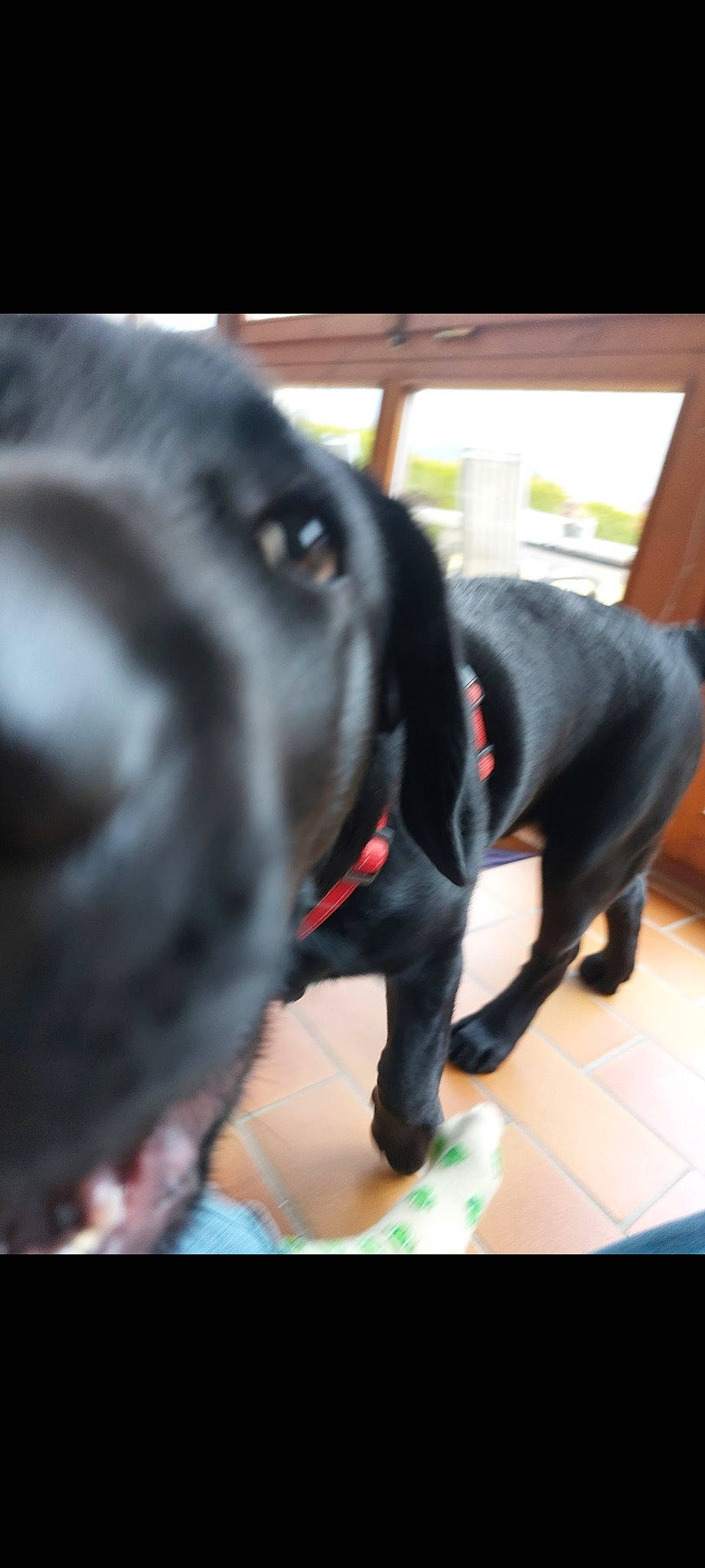 Higgy a rejoint le concours — aidez-le/la à gagner de superbes lots ! borador, canidae, carnivore, collar, companion_dog, dog, dog_breed, dog_collar, fawn, fur, guard_dog, gun_dog, leash, liver, pet_supply, snout, sporting_group, tail, whiskers, working_animal