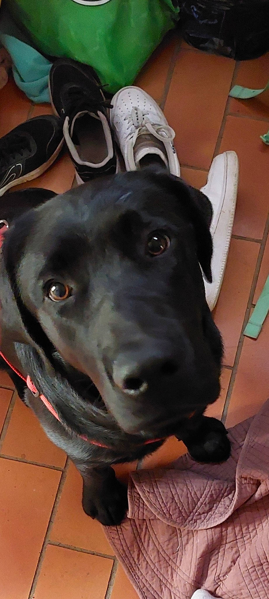 Higgy a rejoint le concours — aidez-le/la à gagner de superbes lots ! borador, canidae, carnivore, collar, companion_dog, dog, dog_breed, dog_collar, dog_supply, ear, fawn, fur, guard_dog, personal_protective_equipment, snout, sporting_group, vertebrate, whiskers, working_animal, working_dog