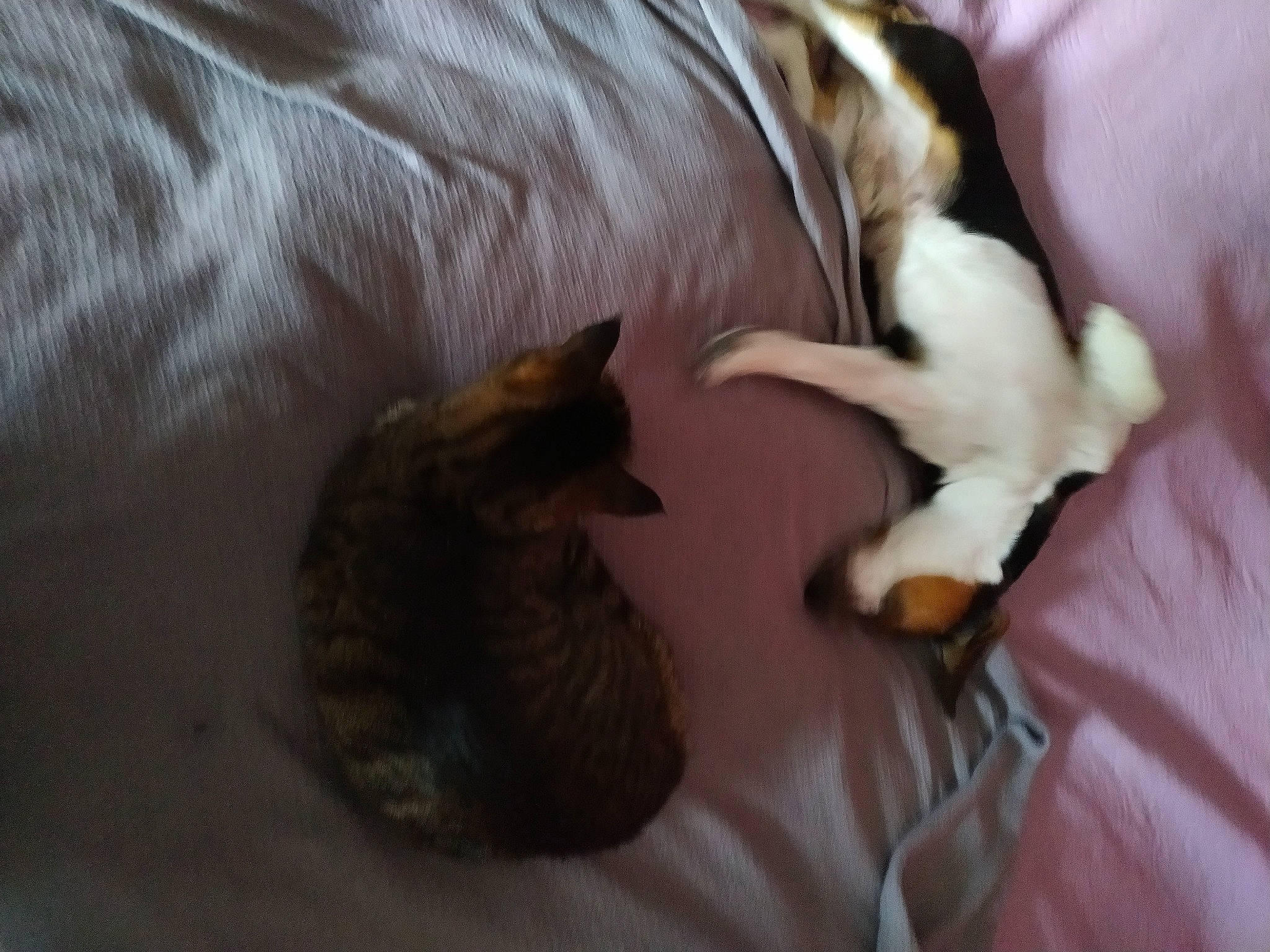 Linky participe au concours pour gagner de l'argent avec cette photo : bed, carnivore, cat, cat_supply, claw, comfort, companion_dog, dog_breed, domestic_short_haired_cat, ear, felidae, fur, linens, non_sporting_group, paw, room, small_to_medium_sized_cats, tail, toy_dog, whiskers