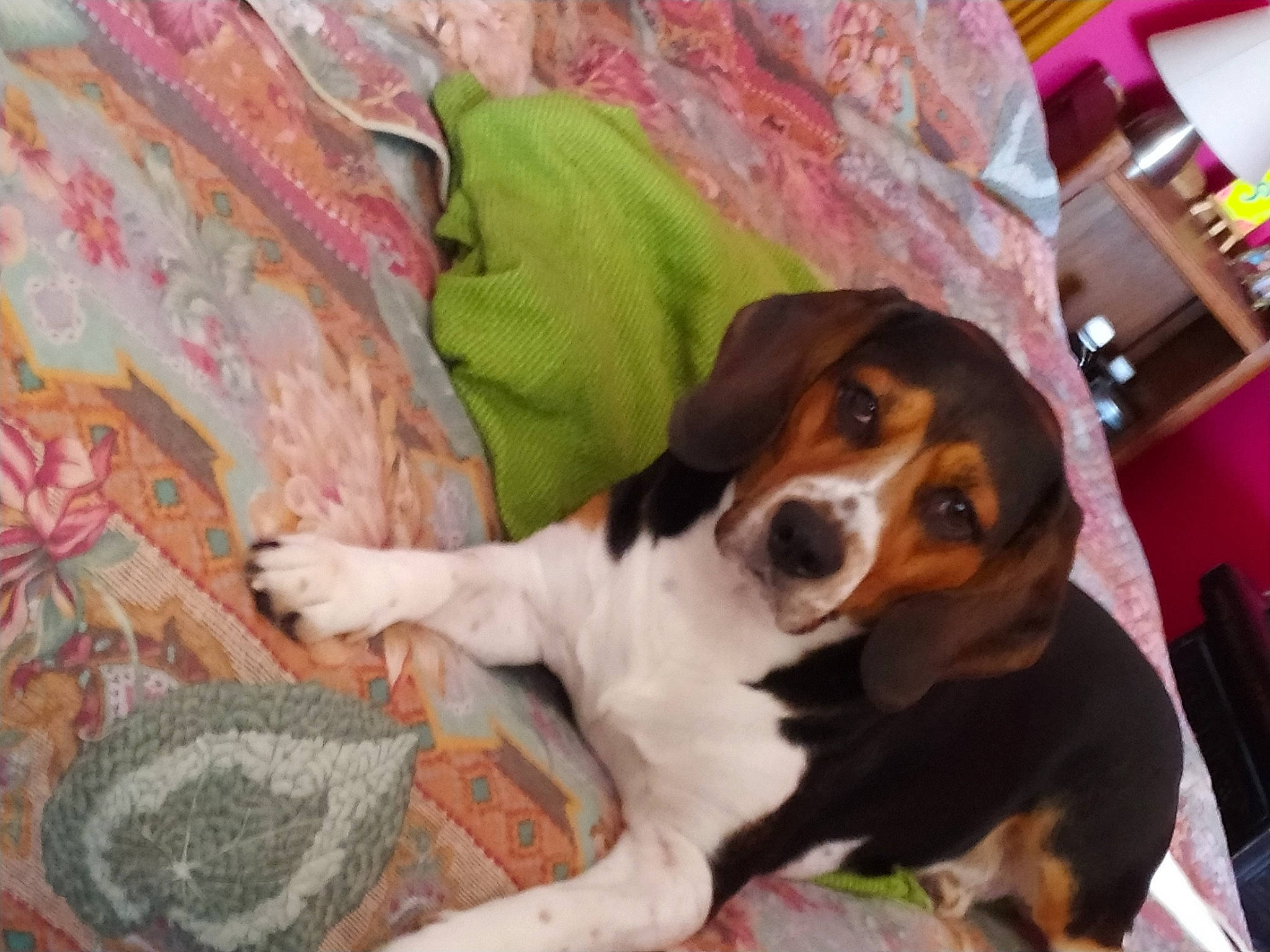 Linky a rejoint le concours — aidez-le/la à gagner de superbes lots ! beagle, beagle_harrier, canidae, carnivore, comfort, companion_dog, couch, dog, dog_breed, fur, hound, linens, picture_frame, scent_hound, snout, sporting_group, terrestrial_animal, whiskers, working_animal, working_dog