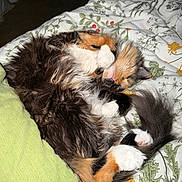 Nismo is registered to the contest to win money with this photo: cat, fluffy, sleeping, curled_up, multicolor, bed, blanket, pillow, indoor, cozy, pet, animal, fur, cute, resting, domestic, whiskers, paw, tail, relaxing