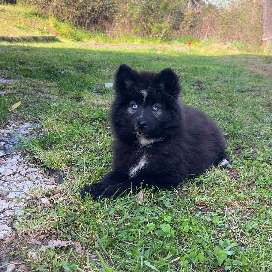 Bagheera a rejoint le concours — aidez-le/la à gagner de superbes lots ! puppy, dog, black_fur, blue_eyes, grass, outdoor, nature, animal, pet, cute, lying_down, young, fur, canine, greenery, sunlight, daylight, small, adorable, playful