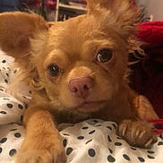 Charlie is registered to the contest to win money with this photo: animal, bedroom, blanket, books, close_up, companion, cozy, curious, cute, decorations, dog, ears, furniture, indoor, living_room, pet, polka_dots, shelf, small_dog, tan_dog