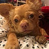 animal, bedroom, blanket, books, close_up, companion, cozy, curious, cute, decorations, dog, ears, furniture, indoor, living_room, pet, polka_dots, shelf, small_dog, tan_dog