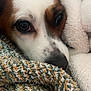 dog, close_up, blanket, fleece, resting, pet, cozy, brown_and_white, snout, fur, sleepy, indoor, texture, soft, comfort, animal, portrait, face, warm, relaxation