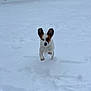 Willow is registered to the contest to win money with this photo: dog, snow, outdoor, pet, animal, running, winter, playful, fence, white, fur, small_dog, ears, leaping, cold, yard, daylight, nature, mammal, active