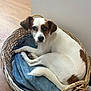 dog, basket, blanket, wooden_floor, pet, cozy, curled_up, brown_and_white, indoor, resting, cute, small_dog, fur, canine, animal, looking_up, ears, tail, snug, domestic