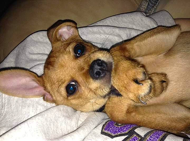 Koda joined the competition — help win amazing prizes! canidae, carnivore, chinook, clock, comfort, companion_dog, dog, dog_breed, dog_supply, fawn, fur, paw, puppy, snout, sporting_group, whiskers