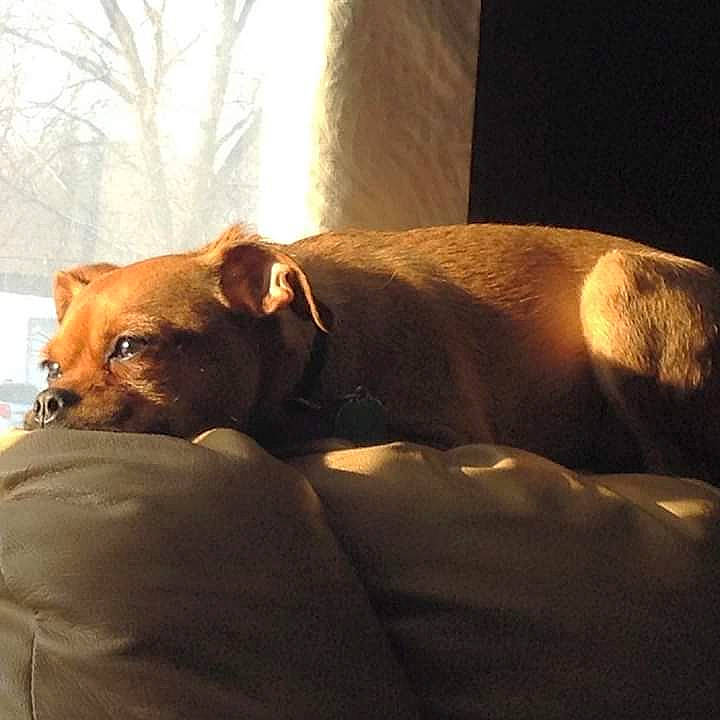 Koda is registered to the contest to win money with this photo: canidae, carnivore, comfort, companion_dog, couch, dog, dog_breed, ear, fawn, fur, paw, snout, sporting_group, tail, terrestrial_animal, tints_and_shades, toy_dog, whiskers, wood, working_animal