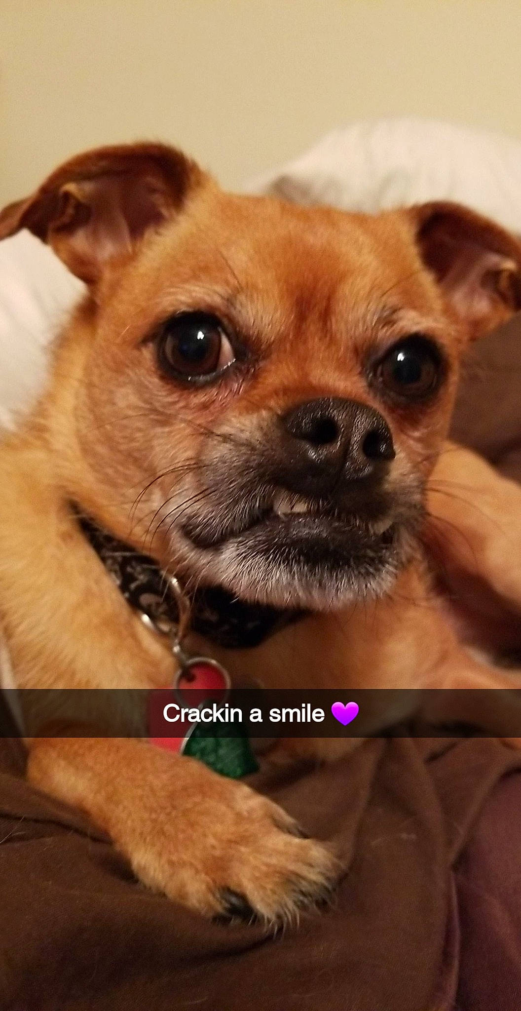 Koda joined the competition — help win amazing prizes! canidae, carnivore, chihuahua, collar, companion_dog, corgi_chihuahua, dog, dog_breed, dog_collar, ear, fawn, fur, non_sporting_group, photography, puppy, snout, sporting_group, terrestrial_animal, toy_dog, whiskers