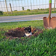 Clouseau joined the competition — help win amazing prizes! cat, hole, grass, shovel, fence, outdoor, rural, road, greenery, sunlight, black_and_white_cat, animal, pet, digging, nature, daytime, field, curious, garden, soil