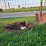 cat, hole, grass, shovel, fence, outdoor, rural, road, greenery, sunlight, black_and_white_cat, animal, pet, digging, nature, daytime, field, curious, garden, soil