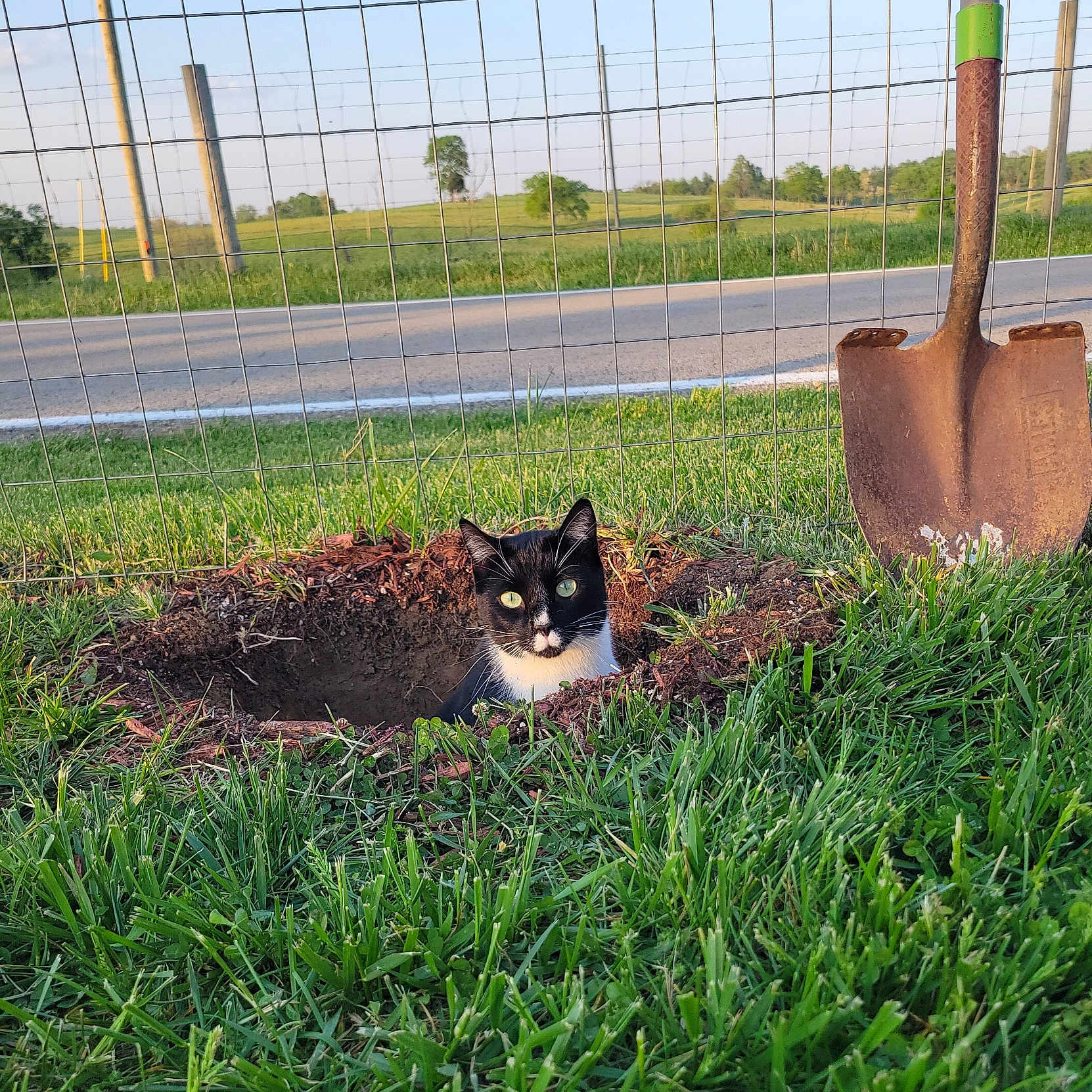 Clouseau joined the competition — help win amazing prizes! cat, hole, grass, shovel, fence, outdoor, rural, road, greenery, sunlight, black_and_white_cat, animal, pet, digging, nature, daytime, field, curious, garden, soil