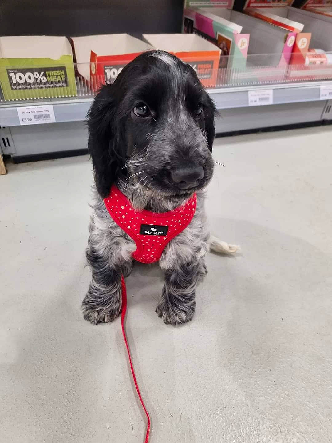 Skye is registered to the contest to win money with this photo: canidae, carnivore, collar, companion_dog, dog, dog_breed, dog_collar, dog_supply, flooring, fur, leash, liver, paw, pet_supply, retriever, snout, spaniel, sporting_group, working_animal, working_dog