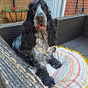 Skye is registered to the contest to win money with this photo: dog, black_and_white, cushion, wicker_chair, outdoor, brick_wall, door, pet, animal, fur, portrait, happy, looking, sitting, flower_pot, plant, paw, nose, ears, tongue