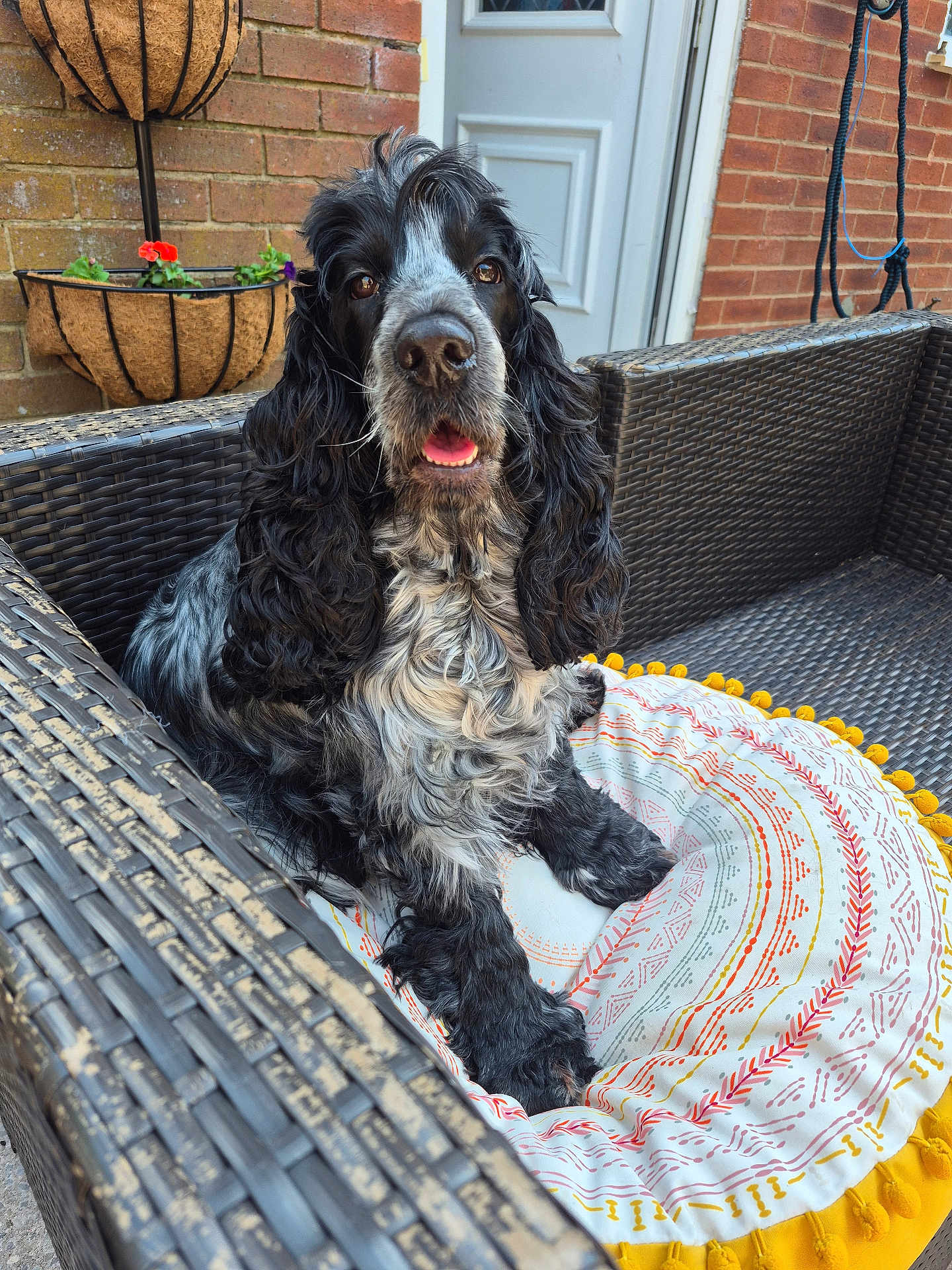 Skye is registered to the contest to win money with this photo: dog, black_and_white, cushion, wicker_chair, outdoor, brick_wall, door, pet, animal, fur, portrait, happy, looking, sitting, flower_pot, plant, paw, nose, ears, tongue