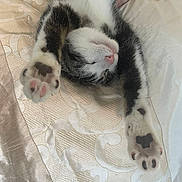 Tabby is registered to the contest to win money with this photo: cat, sleeping, paws, stretching, bedspread, patterned, white, black, pink_nose, feline, relaxed, indoor, closeup, fur, whiskers, cute, domestic_animal, pet, cozy, resting