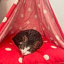 cat, tabby_cat, polka_dot, red_cushion, fabric_tent, indoor, pet, resting, cozy, cute, animal, feline, striped, relaxed, soft_texture, home, comfort, nap, domestic, cute_pet