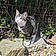 Tabby