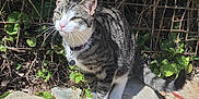 Tabby joined the competition — help win amazing prizes! cat, tabby_cat, outdoor, stone, pebbles, greenery, fence, sunlight, collar, alert, animal, pet, nature, whiskers, tail, plant, rock, grass, daylight, mammal