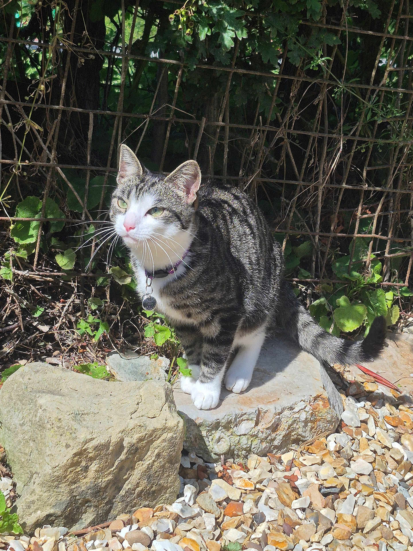 Tabby