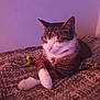 Tabby is registered to the contest to win money with this photo: cat, tabby, white_paws, collar, pet, resting, sleeping, blanket, indoor, purple_light, feline, cozy, cute, animal, domestic, fur, whiskers, relaxed, soft_texture, quiet