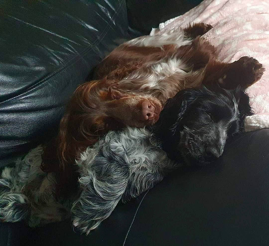 Tilly joined the competition — help win amazing prizes! canidae, carnivore, claw, comfort, companion_dog, darkness, dog, dog_breed, fur, liver, nap, spaniel, sporting_group, tail, terrestrial_animal, terrier, toy_dog, whiskers, working_animal, wrinkle