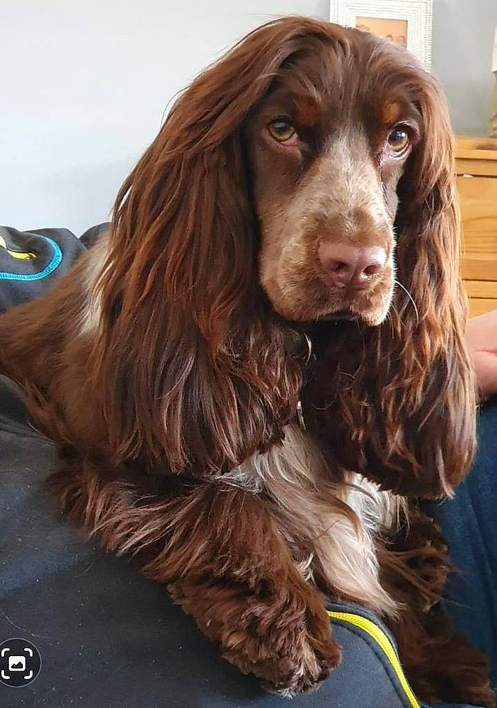 Tilly joined the competition — help win amazing prizes! cabinetry, canidae, carnivore, companion_dog, dog, dog_breed, ear, flowerpot, fur, gun_dog, houseplant, hunting_dog, liver, shelf, snout, spaniel, sporting_group, working_animal