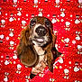 animal, background, christmas, cute, dog, ears, face, festive, hand, hole, holiday, indoor, paper, pattern, pet, puppy, red, snoopy, tongue_out, wrapping_paper