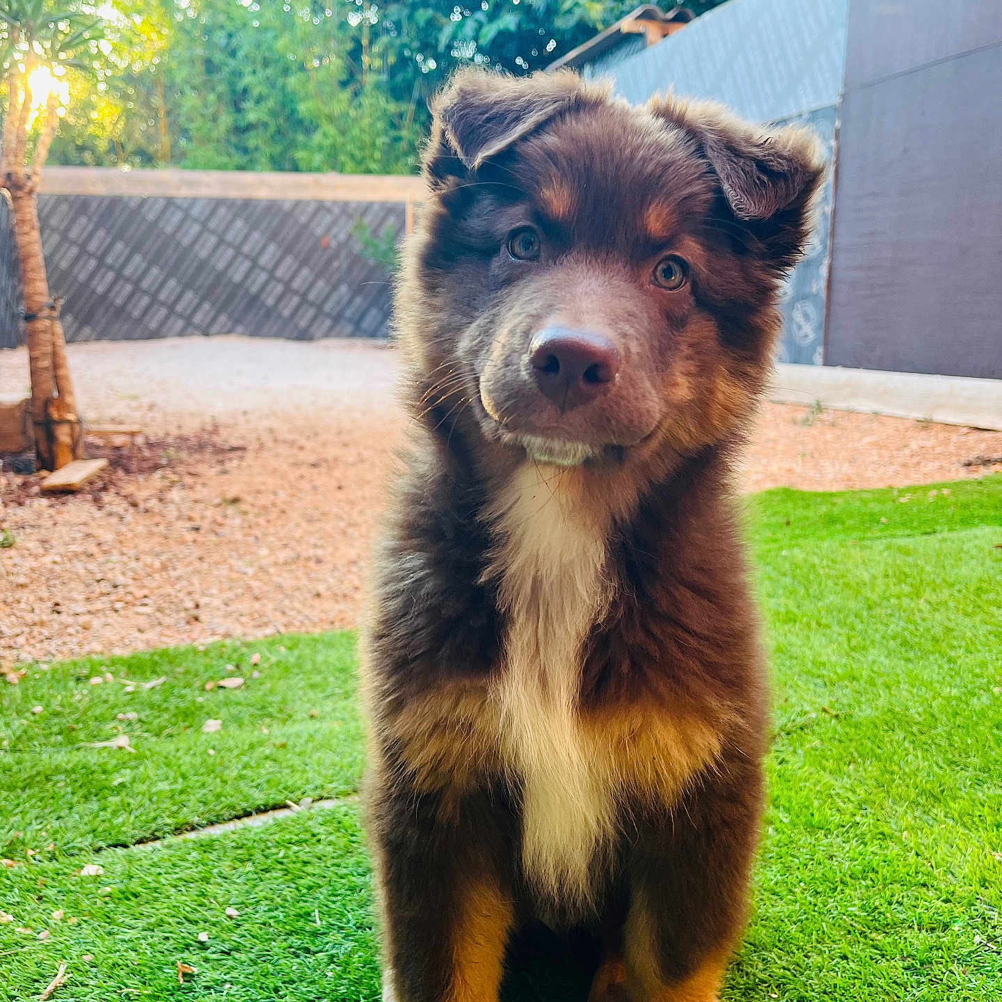 Kyubi participe au concours pour gagner de l'argent avec cette photo : animal, brown, cute, dog, fence, fluffy, fur, garden, grass, green, nature, outdoor, pet, pet_portrait, portrait, puppy, sitting, sunlight, tree, young