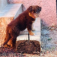Kyubi a rejoint le concours — aidez-le/la à gagner de superbes lots ! puppy, dog, brown_fur, heterochromia, wooden_beam, pink_wall, outdoor, curious, pet, animal, grass, rocks, stairs, young_dog, fur, nature, daylight, cute, small_dog, texture