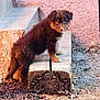 puppy, dog, brown_fur, heterochromia, wooden_beam, pink_wall, outdoor, curious, pet, animal, grass, rocks, stairs, young_dog, fur, nature, daylight, cute, small_dog, texture